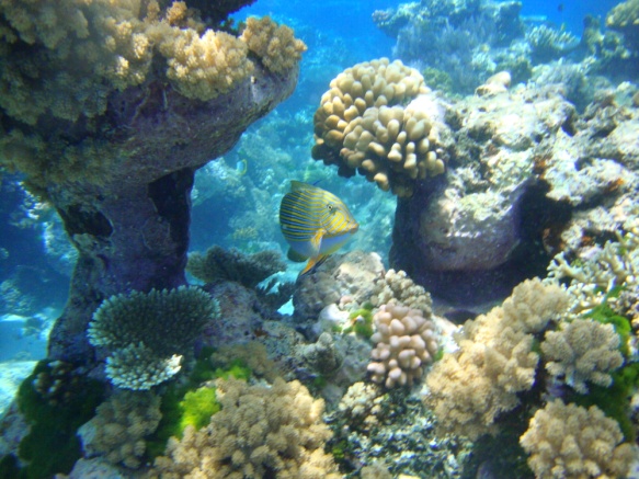 Great Barrier Reef Scuba Diving Australia 2
